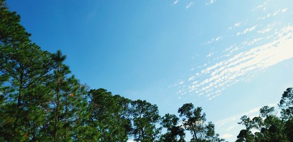 Low angle view of trees against sky