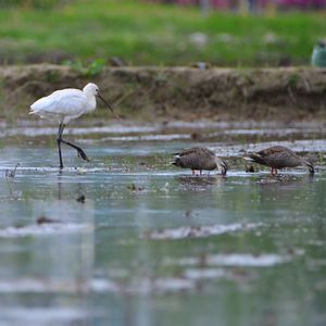 Birds in lake