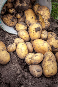 High angle view of potatoes