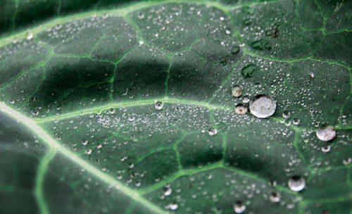 Close-up of raindrops on leaves