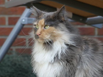 Close-up of a cat looking away