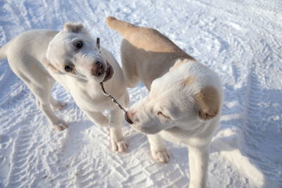 Puppies alabai, male and female, 4 months old, play with a stick on the snow-covered road.