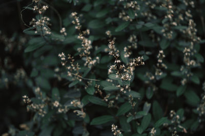 Close-up of flowering plant