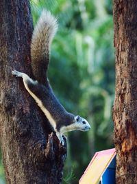 Close-up of squirrel on tree trunk