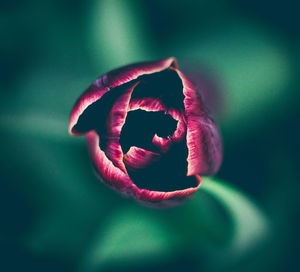 Close-up of flower blooming outdoors