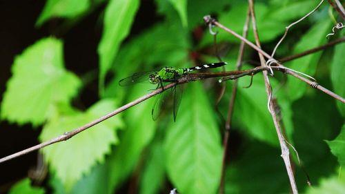 Close-up of insect on plant