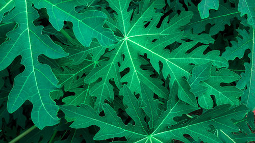 Full frame shot of green leaves