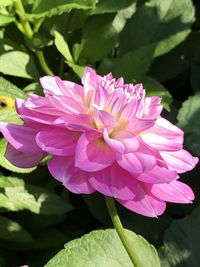 Close-up of pink flower