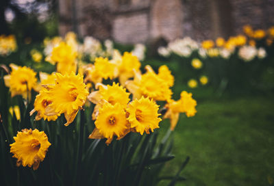 Close-up of yellow flowering plant on field