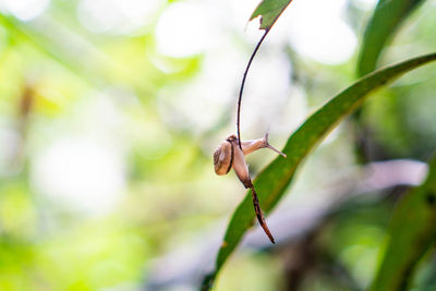 Close-up of insect on plant