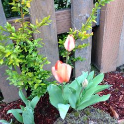 Close-up of flowers blooming in yard