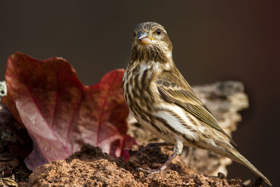 A purple finch (female) perched in a fall setting