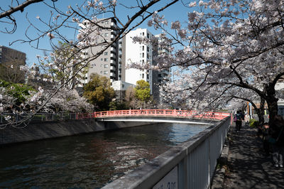 Rivers, bridges and cherry blossoms through japanese cities