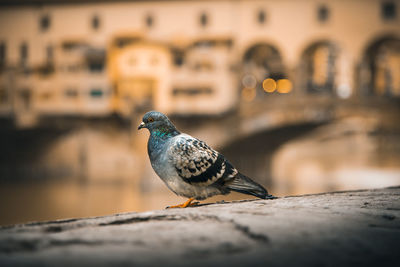 Close-up of bird perching on retaining wall