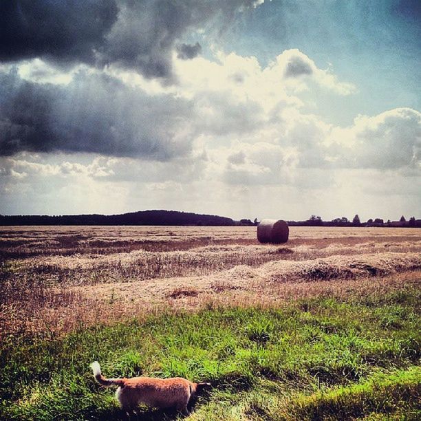 sky, field, landscape, grass, domestic animals, animal themes, mammal, cloud - sky, livestock, tranquil scene, tranquility, grassy, rural scene, cloudy, nature, cloud, scenics, grazing, beauty in nature, horizon over land