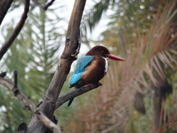 Close-up of bird perching on tree