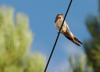 Low angle view of bird perching on railing