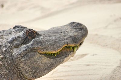 Close-up of crocodile on sand