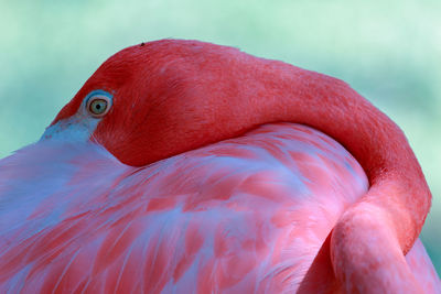 Close-up of flamingo resting outdoors