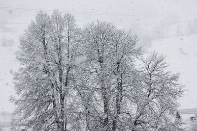 Low angle view of frozen tree against sky during winter