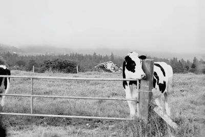 Cow standing in a field
