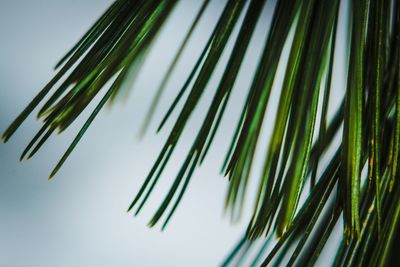 Low angle view of palm tree against sky