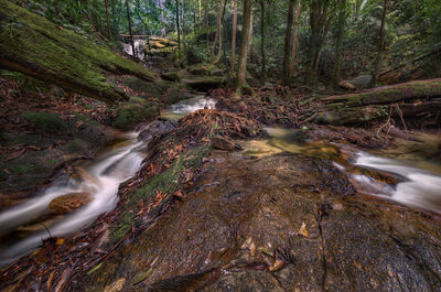 Stream flowing through rocks in forest