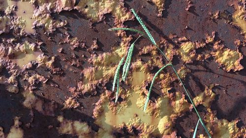 High angle view of plants growing on land
