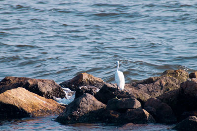 Seagull on rock