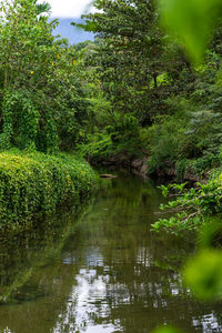 Scenic view of lake in forest