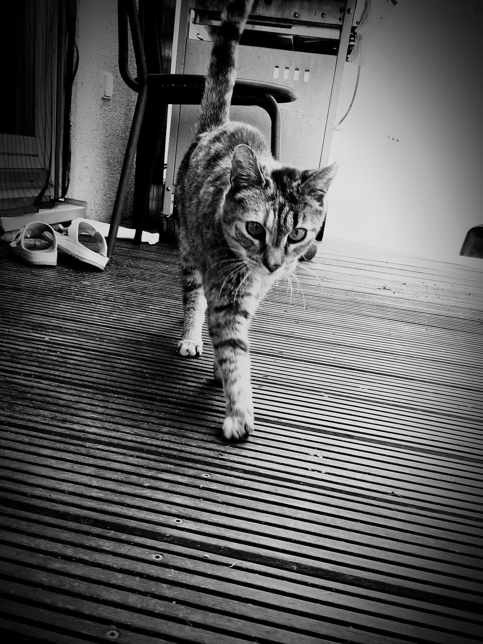 cat, domestic cat, feline, pets, domestic, domestic animals, mammal, vertebrate, one animal, no people, indoors, whisker, looking at camera, portrait, flooring, home interior, day, tabby