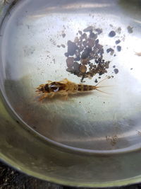 High angle view of insect on water