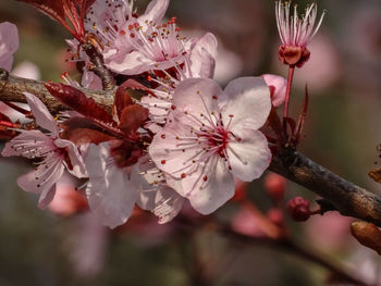 Close-up of white flowers blooming on tree