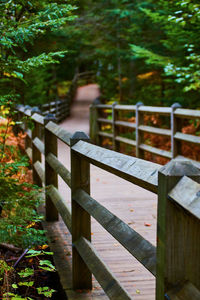 Footbridge over trees