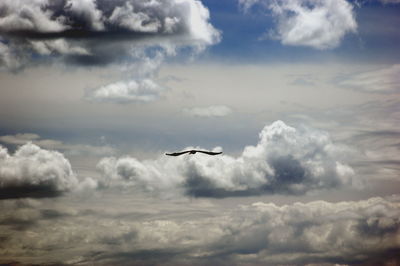 Low angle view of seagulls flying in sky