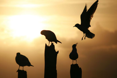 Silhouette birds perching on wooden posts against sky during sunset