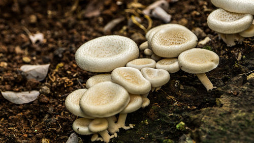 Close-up of mushrooms