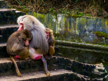 Monkeys in a water