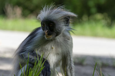 Close-up portrait of cute looking away