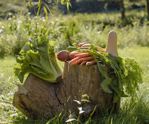 The bounty from a country garden is displayed on a stump nearby. featuring carrots, lettuce, squash