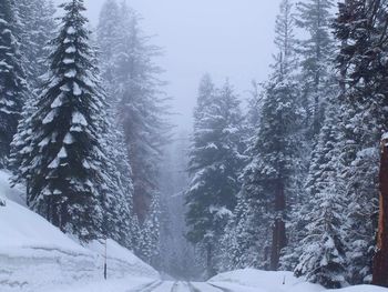 Trees on snow covered landscape
