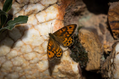 Butterfly on leaf