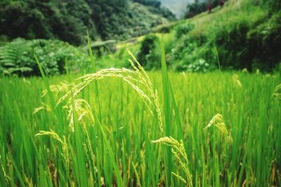 Close-up of stalks in field