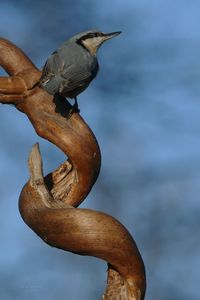 Close-up of bird perching on metal against sky