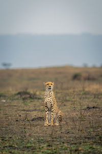Cheetah sits on