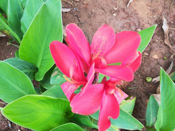 Close-up of pink flower blooming outdoors