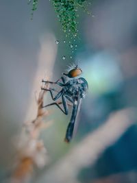 Close-up of insect on plant