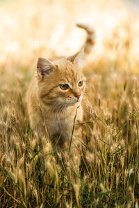 View of a cat looking away