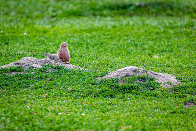 Bird perching on a field