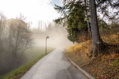 Empty road along trees and plants